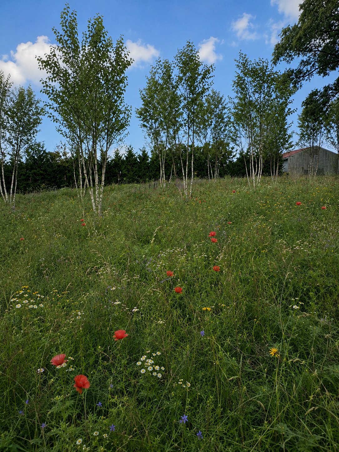 Native wildflower meadow with river birches